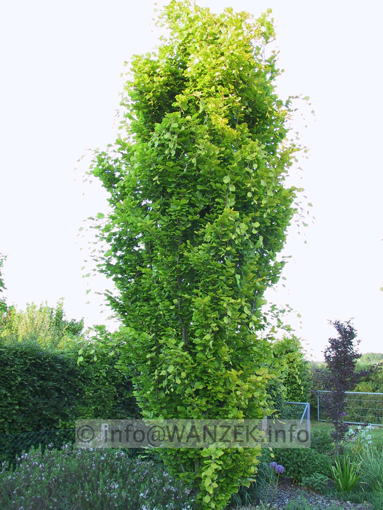 Fagus sylvatica Dawyck Gold - 5m.JPG